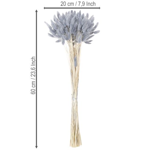 Artículo Lagurus seco (hierba de cola de liebre) gris para ramos de flores secas 60 cm 75 g