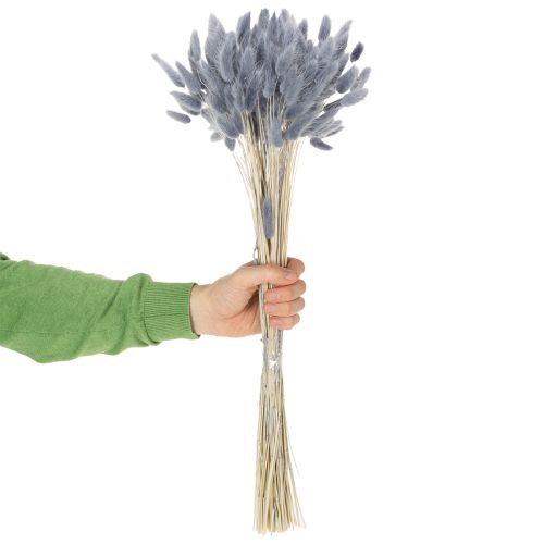 Artículo Lagurus seco (hierba de cola de liebre) gris para ramos de flores secas 60 cm 75 g