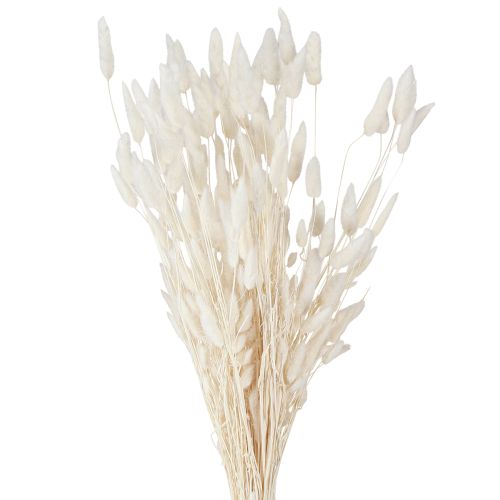 Artículo Flores secas Lagurus Natural – Hierba de cola de conejo esponjosa en color blanco crema 55-70 cm 100 g