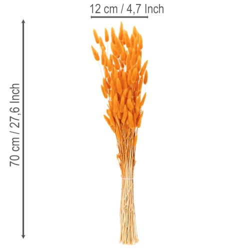 Manojo de hierba aterciopelada de Lagurus, seca, 70 cm, 100 g | Floristik24.es