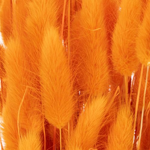 Manojo de hierba aterciopelada de Lagurus, seca, 70 cm, 100 g | Floristik24.es