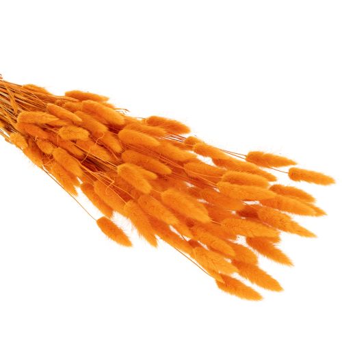 Manojo de hierba aterciopelada de Lagurus, seca, 70 cm, 100 g | Floristik24.es