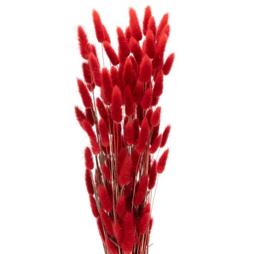 Ramo de Lagurus seco, decoración floral seca, 70 cm, 100 g comprar | Floristik24.es