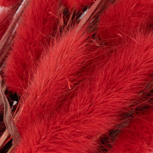 Ramo de Lagurus seco, decoración floral seca, 70 cm, 100 g | Floristik24.es
