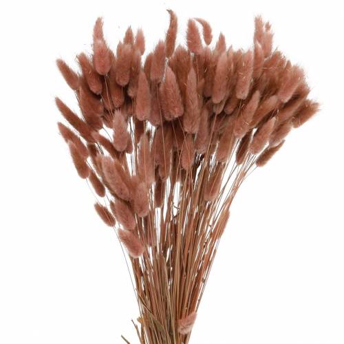 Artículo Floristería seca hierba cola de conejo Lagurus marrón rojizo 100g