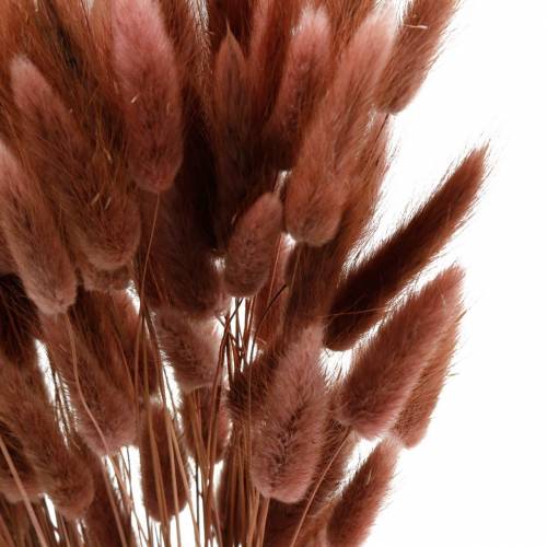 Floristik24 Floristería seca hierba cola de conejo Lagurus marrón rojizo 100g
