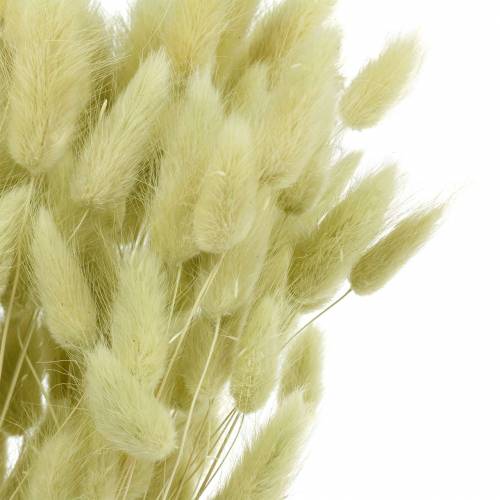 Floristik24 Velvet Grass Lagurus Verde Claro 100g Hierbas Secas