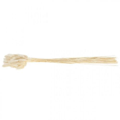 Floristik24 Lagurus hierba cola de liebre seca blanqueada 40-50cm 50uds