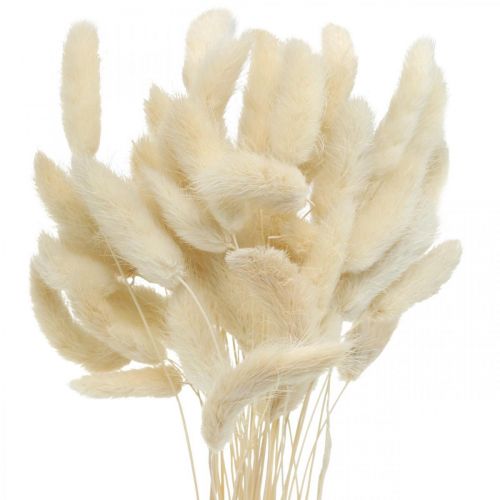 Floristik24 Lagurus hierba cola de liebre seca blanqueada 40-50cm 50uds