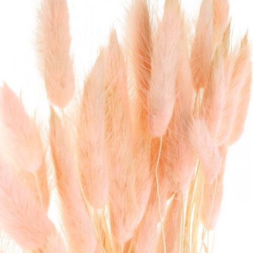 Floristik24 Hierba decorativa rosa, Lagurus, decoración natural, floristería seca L45–50cm 30 piezas