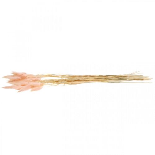 Floristik24 Hierba decorativa rosa, Lagurus, decoración natural, floristería seca L45–50cm 30 piezas