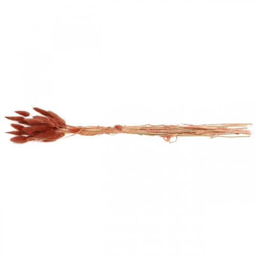 Floristik24 Hierba seca rojo óxido, decoración natural, Lagurus, floristería seca L45–50cm 30 piezas