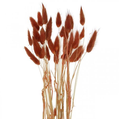 Floristik24 Hierba seca rojo óxido, decoración natural, Lagurus, floristería seca L45–50cm 30 piezas