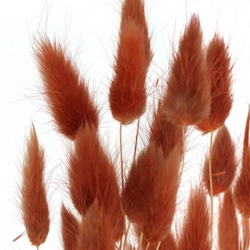 Floristik24 Hierba seca rojo óxido, decoración natural, Lagurus, floristería seca L45–50cm 30 piezas