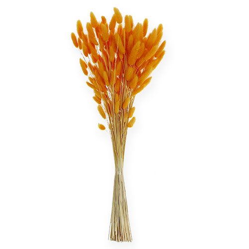 Floristik24 Césped Decorativo Naranja Lagurus 100gr