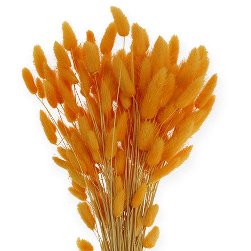 Floristik24 Césped Decorativo Naranja Lagurus 100gr
