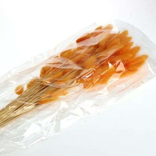 Floristik24 Césped Decorativo Naranja Lagurus 100gr