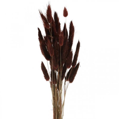 Floristik24 Floristería seca, césped decorativo, Lagurus Brown L35–50cm 25g