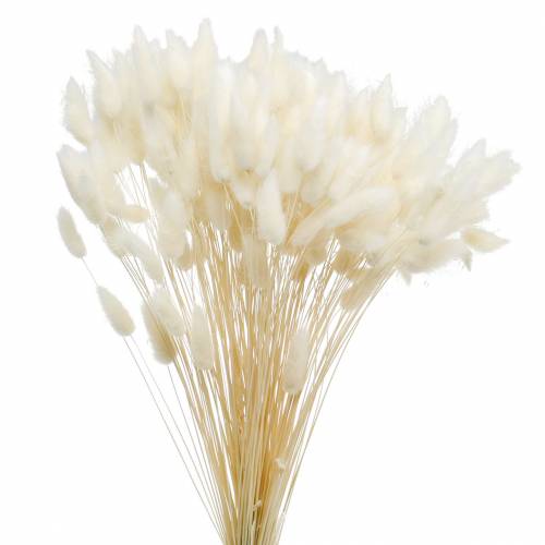 Flor Seca Lagurus Lámpara Limpieza Hierba Blanqueada 100g