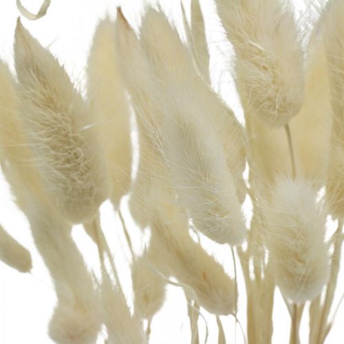 Floristik24 Lagurus decoración seca, hierba aterciopelada, hierba cola de conejo, decoración seca blanqueada L20-60cm 30 piezas