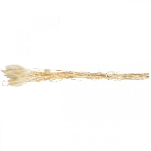Floristik24 Lagurus decoración seca, hierba aterciopelada, hierba cola de conejo, decoración seca blanqueada L20-60cm 30 piezas