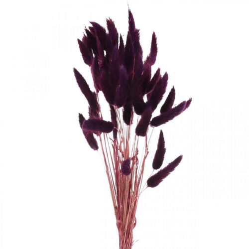 Artículo Hierba de terciopelo violeta, hierba de cola de conejo, Lagurus L18-50cm 25g