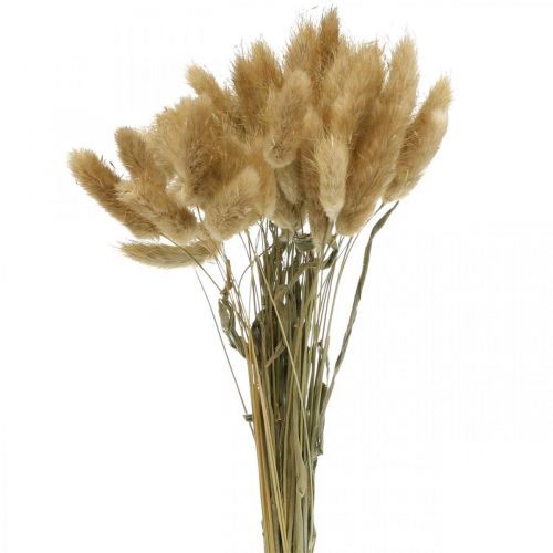 Lagurus ovatus, Pennisetum Grass, Velvet Grass Marrón claro natural L40–50cm 30g