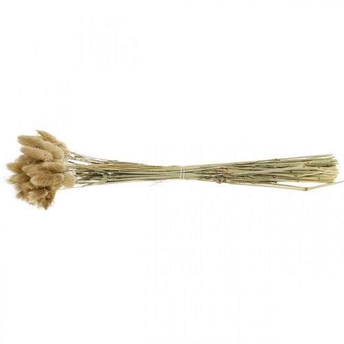 Artículo Lagurus ovatus, Pennisetum Grass, Velvet Grass Marrón claro natural L40–50cm 30g