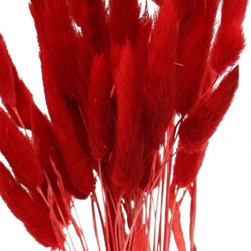 Artículo Hierba decorativa roja, lagurus, hierba aterciopelada, floristería seca L30–50cm 20g
