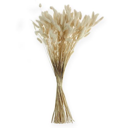 Floristik24 Deco Grass Lagurus Blanco 100g