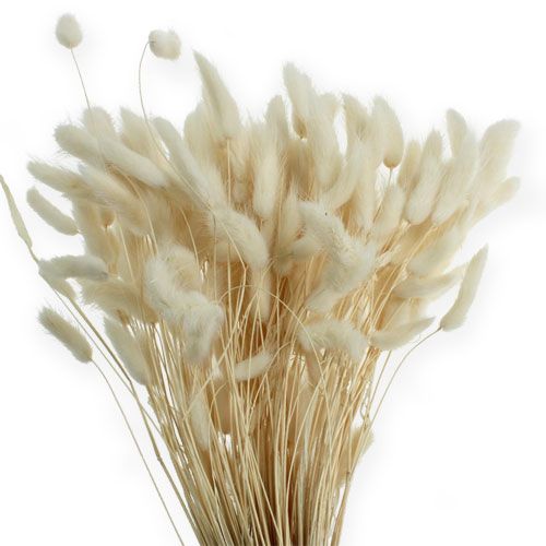 Floristik24 Deco Grass Lagurus Blanco 100g