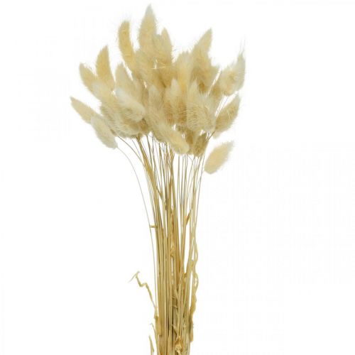 Floristik24 Césped decorativo, hierba dulce blanqueada, Lagurus ovatus, hierba aterciopelada L40–55cm 25g