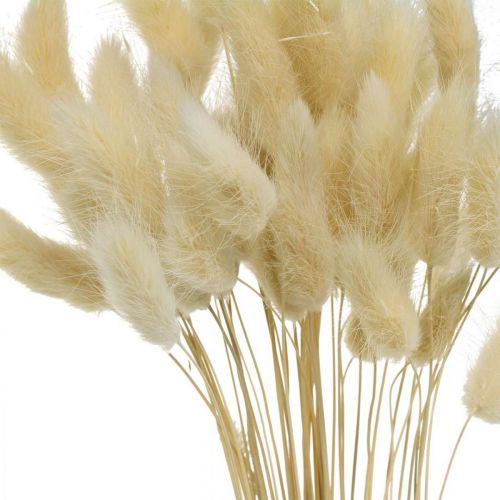 Floristik24 Césped decorativo, hierba dulce blanqueada, Lagurus ovatus, hierba aterciopelada L40–55cm 25g