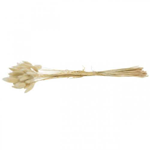 Floristik24 Césped decorativo, hierba dulce blanqueada, Lagurus ovatus, hierba aterciopelada L40–55cm 25g