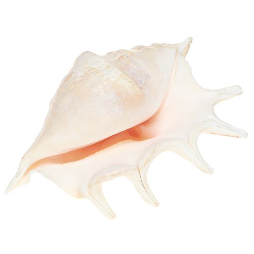 Artículo Caracol de mar Lambis Decoración natural 14cm 10 uds