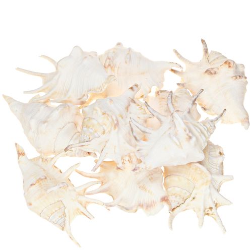 Artículo Caracol de mar Lambis Decoración natural 14cm 10 uds