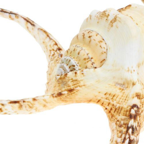 Floristik24 Caracol de mar Lambis natural 22cm