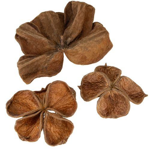 Loto de tierra Nature 50 piezas