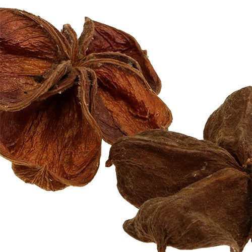 Artículo Landlotus Naturaleza 50 uds