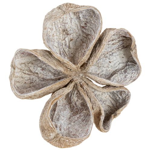 Artículo Loto blanco lavado 6-12 cm 50 piezas