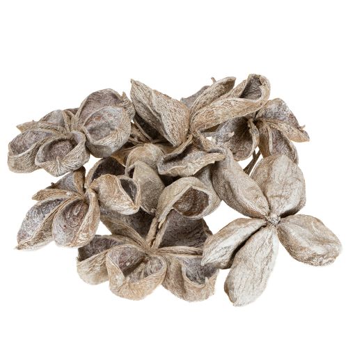 Artículo Loto blanco lavado 6-12 cm 50 piezas