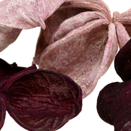 Artículo Landlotus Mix Mora, Rosa Viejo 50uds