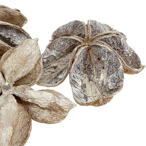 Artículo Landlotus blanco lavado 6-12cm 50uds