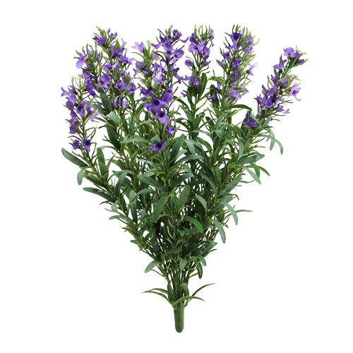 Floristik24 Arbusto de lavanda 35cm