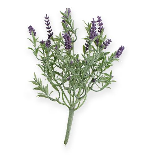 Floristik24 Arbusto decorativo lavanda 25cm