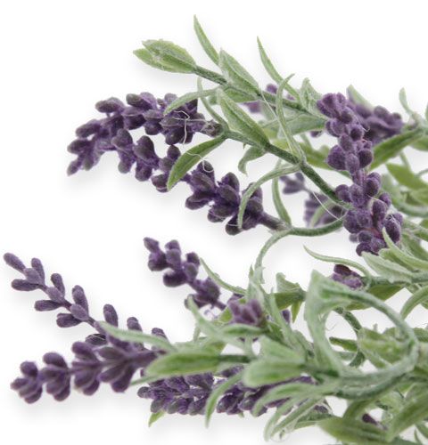 Floristik24 Arbusto decorativo lavanda 25cm