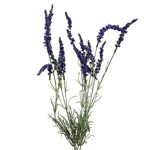 Floristik24 Arbusto de lavanda 55cm azul