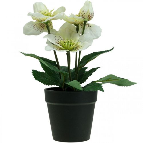 Floristik24 Rosa de Cuaresma Eléboro Maceta de rosas de Navidad flores artificiales Al. 25 cm blanco