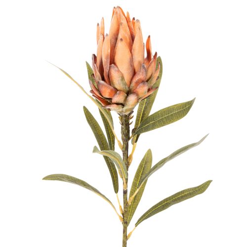 Flor artificial de Protea Leucadendron con tallo largo, 65 cm, 3 piezas | Floristik24.es
