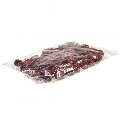 Artículo Conos de Leucadendron Sabulosum en rojo esmerilado 500g